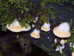 Crepidotus nephrodes