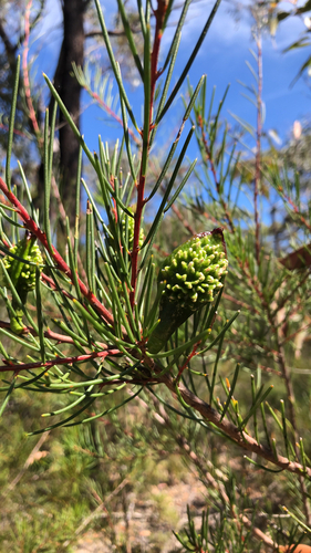 Hakea propinqua, 2026-09-30