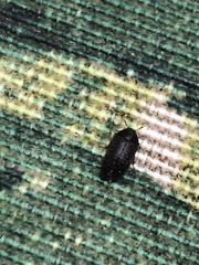 Attagenus