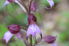 Himantoglossum comperianum