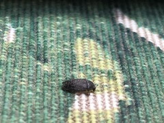 Attagenus