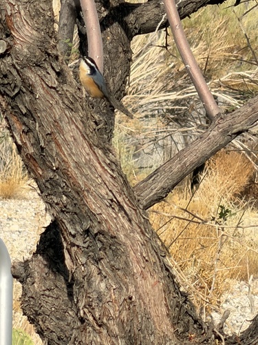 Red-breasted Nuthatch