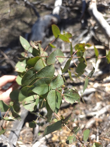 Eucalyptus dalrympleana observed 2026-09-30
