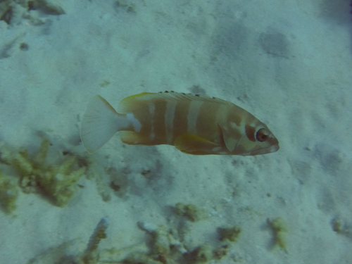 Epinephelus fasciatus