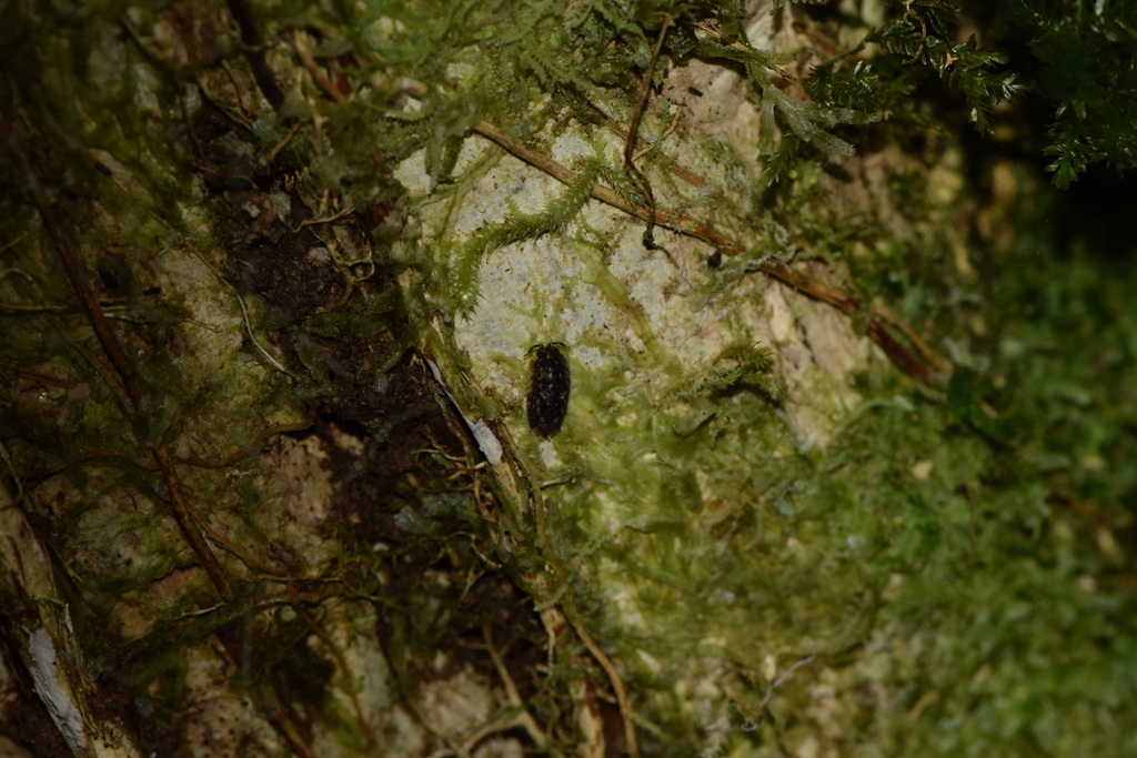 Chileoniscus