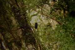 Chileoniscus armadillidioides