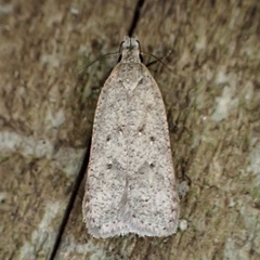 Dichomeris ventrellus