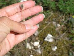 Alopecurus vaginatus