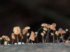 Marasmius alveolaris