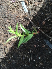 Moehringia macrophylla