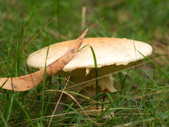 Amanita ochrophylloides