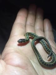 Thamnophis scalaris