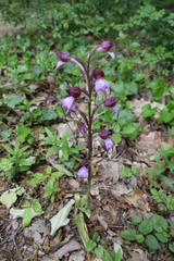 Himantoglossum comperianum