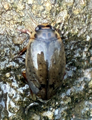 Rhantus gutticollis