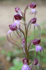 Himantoglossum comperianum