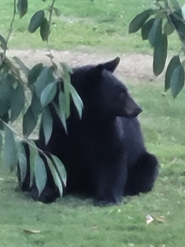 Black Bear sighting near Garibaldi Way