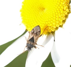 Trapezonotus ullrichi
