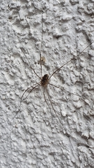Phalangium opilio