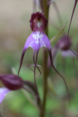 Himantoglossum comperianum