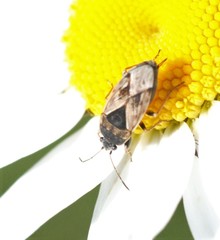 Trapezonotus ullrichi