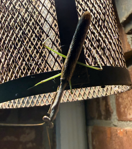 Carolina Mantis