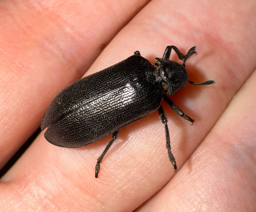 Cedar Beetle
