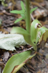 Himantoglossum comperianum