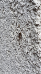 Phalangium opilio