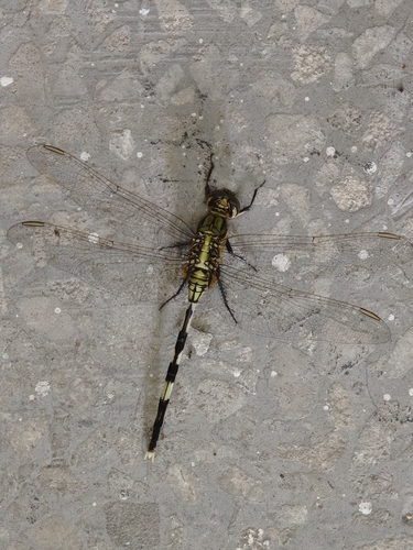 Slender Skimmer