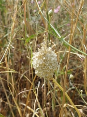 Allium pallens