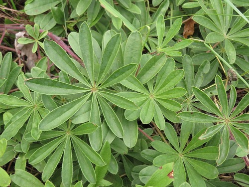 Lupinus perennis, 2026-09-27