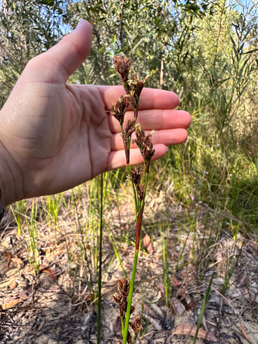 Machaerina rubiginosa observed 2026-09-30