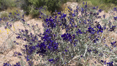 Psorothamnus arborescens