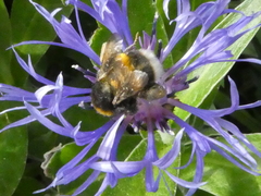 Bombus hortorum