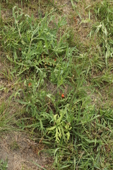 Peronospora arborescens