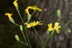 Lapsana communis intermedia