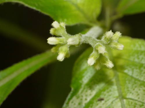 Ophiorrhiza observed 2026-09-30