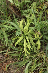 Peronospora arborescens