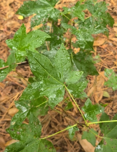 American sweetgum