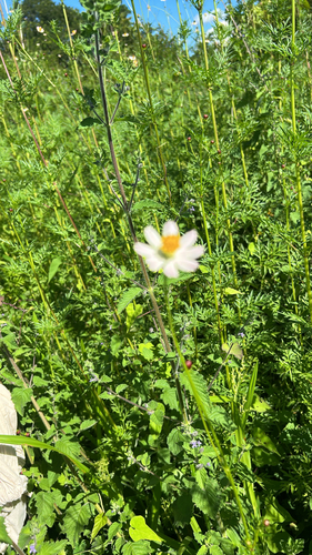 Cosmos caudatus observed 2026-09-29