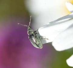 Phyllobius betulinus