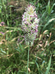 Phalaris californica