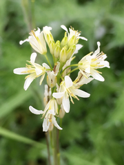 Turritis glabra