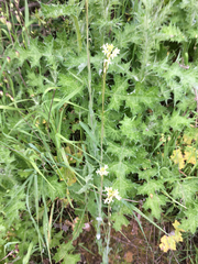 Turritis glabra