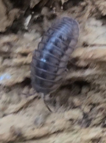 Nosy Pill Woodlouse