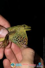Anolis aequatorialis