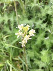 Turritis glabra