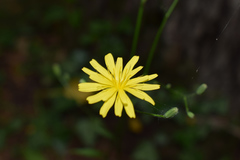 Lapsana communis intermedia