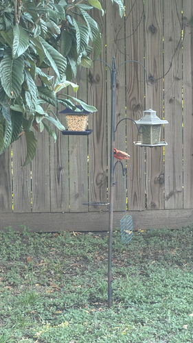Northern Cardinal