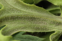 Peronospora arborescens